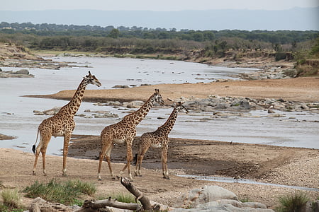 Safari, dzikich zwierząt, zwierząt, Natura, Kenia, Tanzania, bezdroża