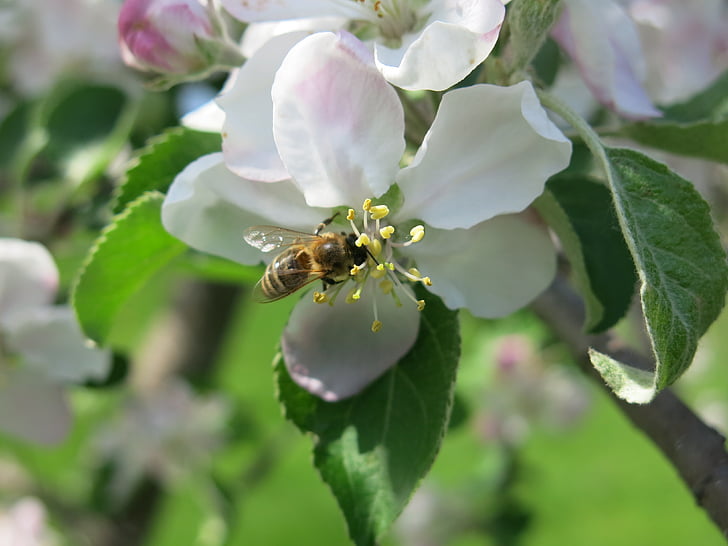 ผึ้ง, ดอก, แอปเปิ้ล, ดอกไม้, ธรรมชาติ, ฤดูใบไม้ผลิ, น้ำผึ้ง