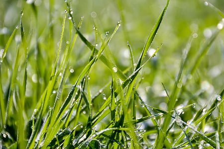 grass, a grass, dew, blade of grass, nature, green, meadow