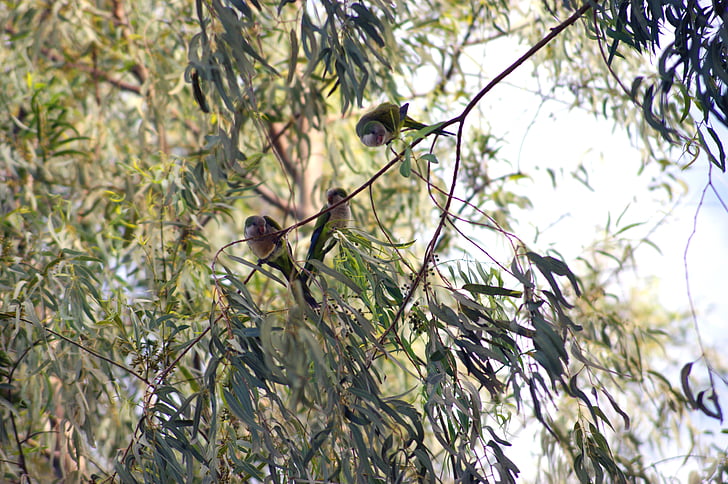 Papoušek Mniší, Papoušek, pták, strom, Paraguay, Jižní Amerika, Příroda