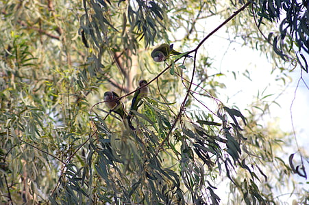 nhà sư parakeet, con vẹt, con chim, cây, Paraguay, Nam Mỹ, Thiên nhiên