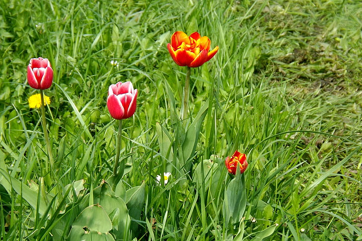 Jarní louka, tulipány, jaro, Bloom, louka, Jarní barvy, Tulipán
