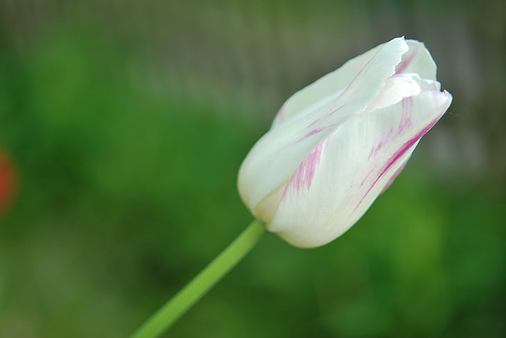Tulipa, tulipes, flor, natura, l'estiu, flors, blanc