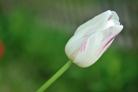 Tulip, Tulip, bunga, alam, musim panas, bunga, putih