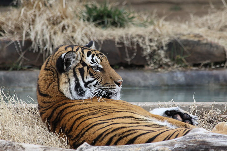 Tygrys, ogród zoologiczny, ustanawiające, wiosna, Tulsa, zwierząt, dziki