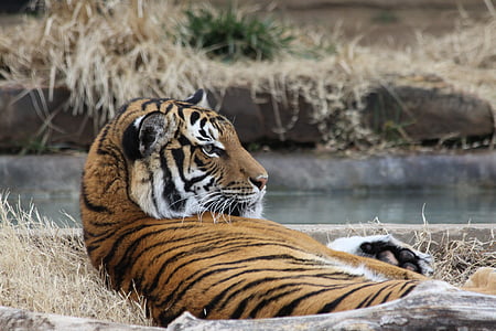 tigar, Zoološki vrt, o utvrđivanju, proljeće, Tulsa, životinja, divlje