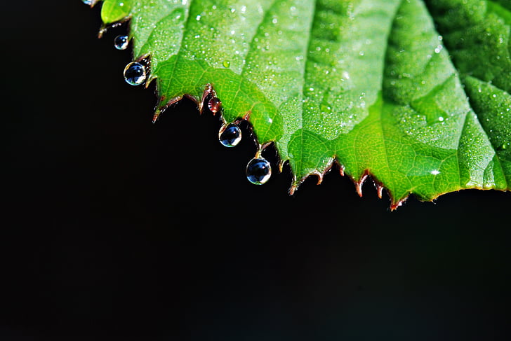 листа, капки, капки дъжд, макрос, природата