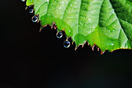 leaf, drops, rain drops, macro, nature