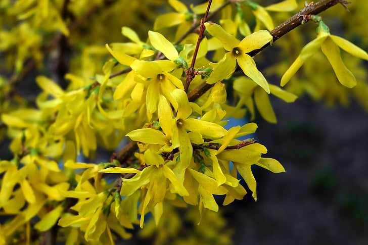 Yellow bush, krupnyj plán, květ, žlutá, Nádherná květina, závod, Closeup