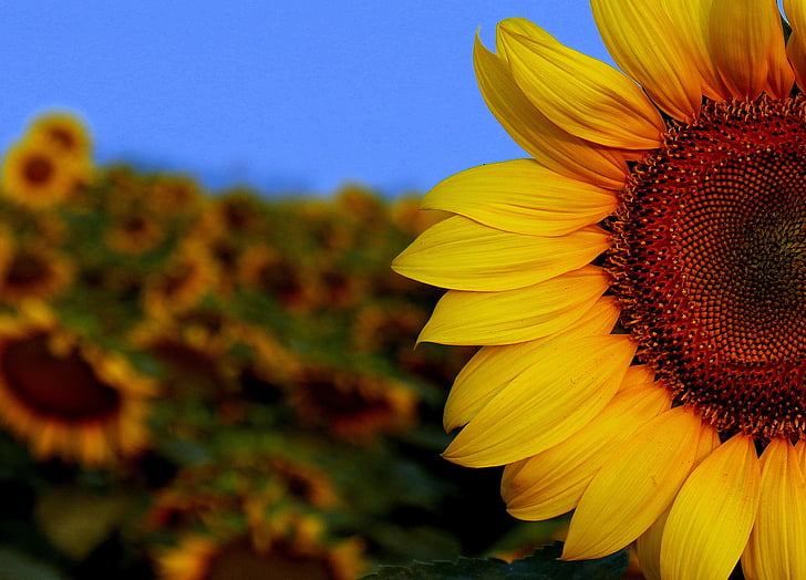 sunflower, sun, sunset, flower, canon, ventures