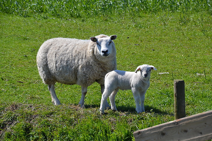 sheep, lamb, animal world, wool, animal, meadow, fur