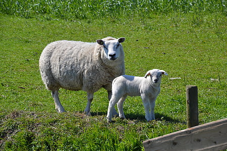 ovelhas, Cordeiro, mundo animal, lã, animal, Prado, peles