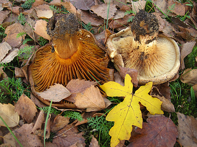 gole kremplinge, paxillus involutus, gljive roda, jele, gljiva, jesen, šuma