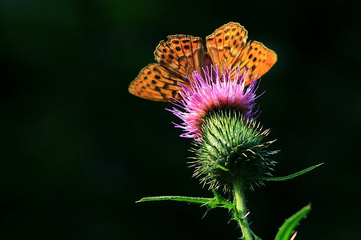 borboleta, natureza, Primavera, Bug