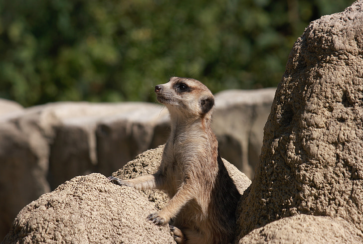meerkat, zoo, sweet, cute, curious, animals, animal