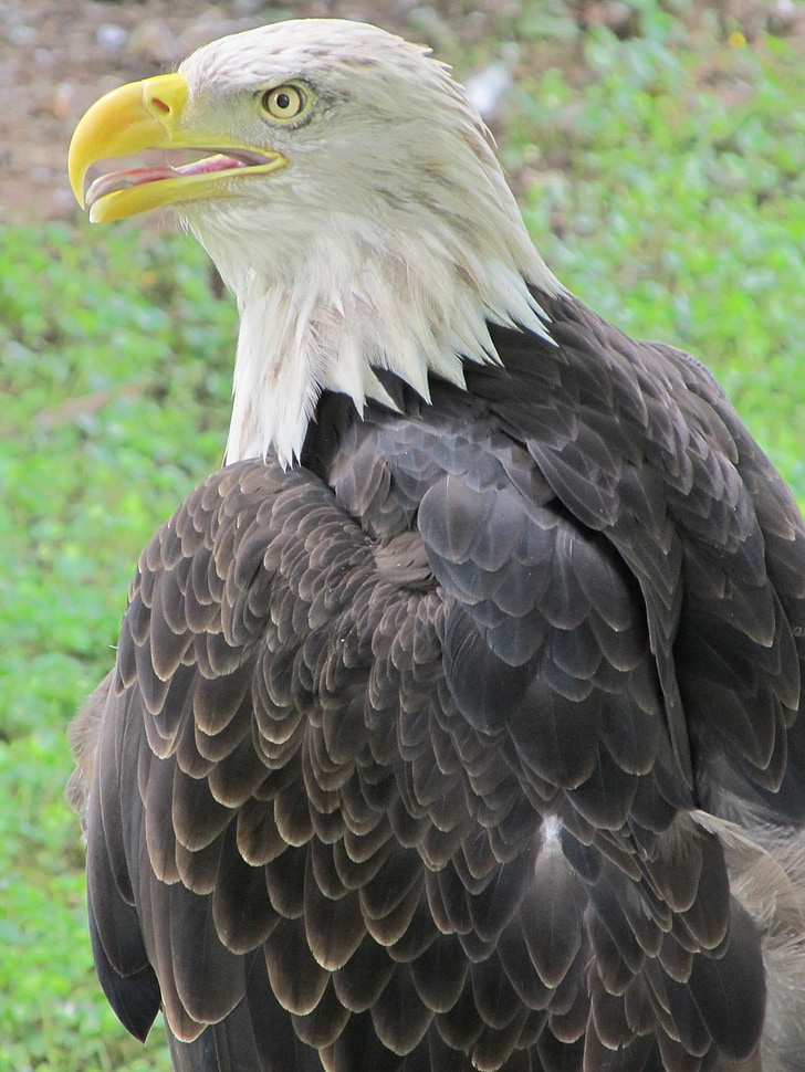 bald eagle, eagle, raptor, majestic, bald, perched, bird