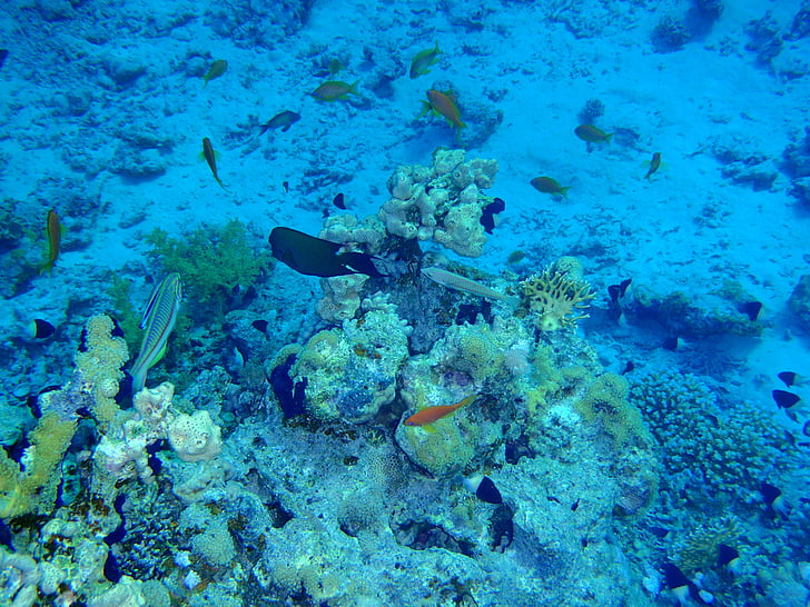 Punaisenmeren, kala, korallit