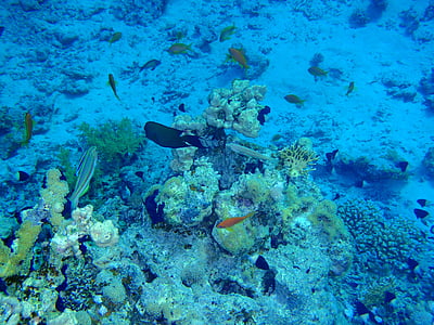 Rode Zee, vis, koralen