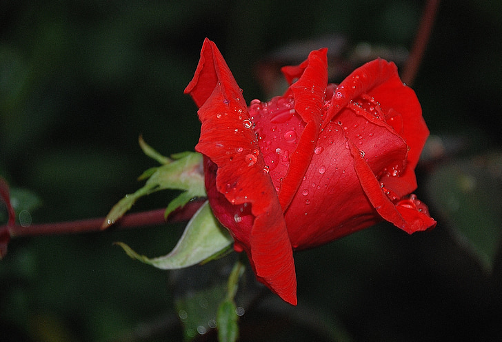 rose, rosaceae, flower, red, garden, blooming, thorny