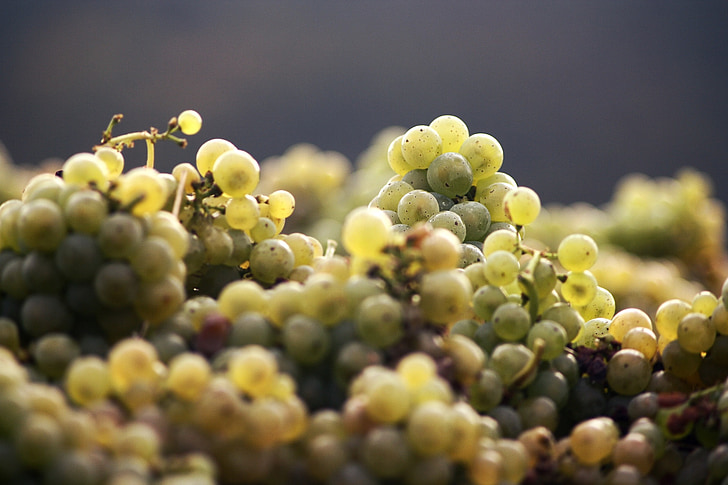 vynuogės, vynas, derliaus, skaityti, rudenį, Gamta, vaisių