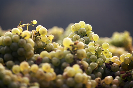 uvas, vino, cosecha, leer, otoño, naturaleza, fruta