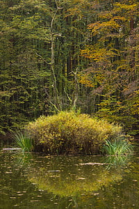 efteråret skov, puljer, Dam, skov, biotop, vand, natur