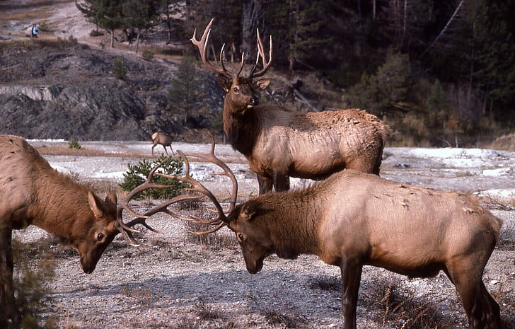 Bull elk, sparring, faunei sălbatice, natura, în aer liber, pustie, lupta
