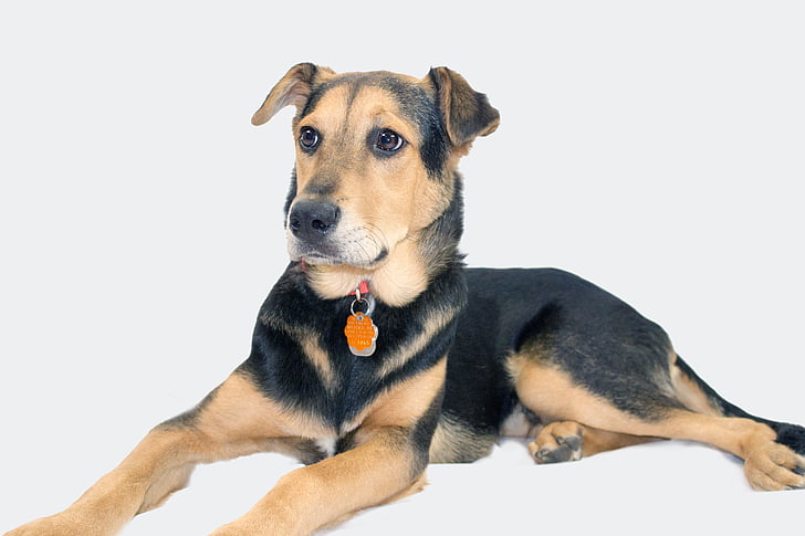 Deutscher Schäferhund, mischen, Rettungshund, Shepard, Hund, Haustiere, weißem Hintergrund