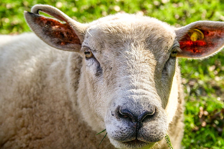 gyvūnų, avių, avių veido, vilnos, žemės ūkis, gyvūnai, galva