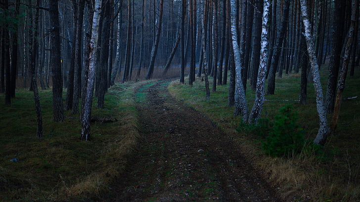 dirt, pathway, trees, nighttime, forest, grass, tree
