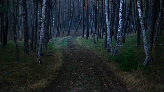 sujeira, caminho, árvores, noite, floresta, grama, árvore