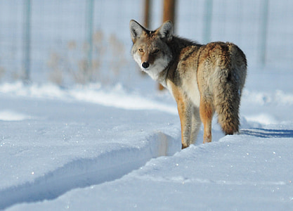 Coyote, salju, satwa liar, alam, Predator, bulu, di luar rumah