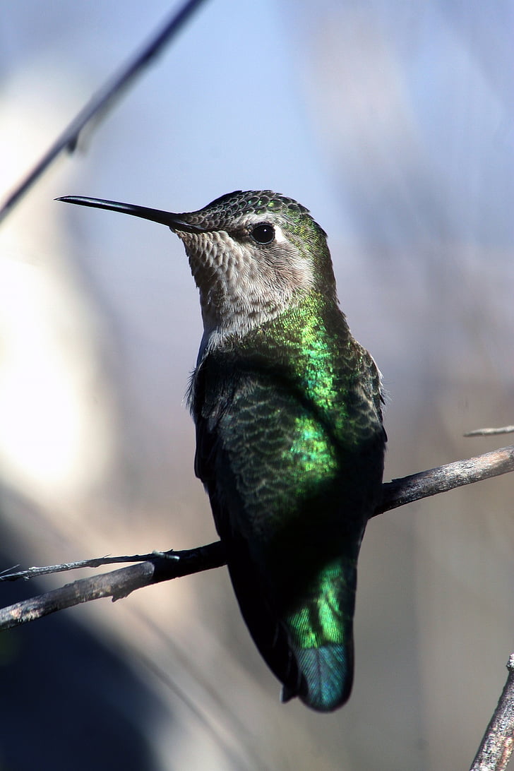 Hummingbird, zbor, portret, până aproape, faunei sălbatice, natura, zbor