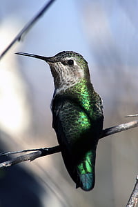 hummingbird, flying, portrait, close up, wildlife, nature, flight