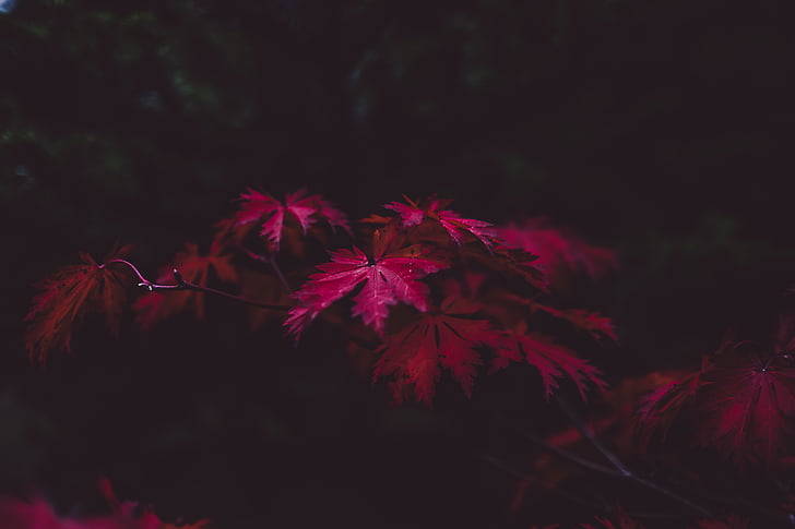 roze, bloemen, herfst, Val, Japanse esdoorn, rood, nacht