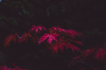 rózsaszín, virágok, ősz, őszi, Japán juhar, piros, éjszaka