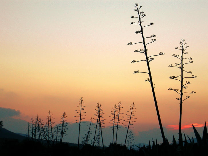 háttérvilágítás, naplemente, táj, kaktusz, Cabo de gata, nemzeti park, Almeria