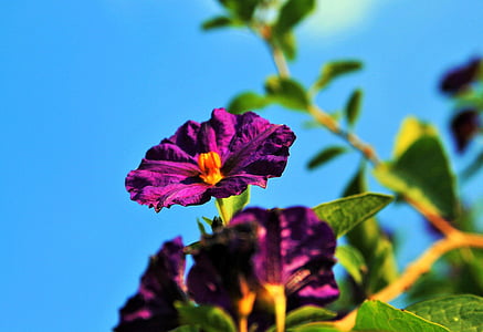 ジャガイモのブッシュの花, 花, ジャガイモ ブッシュ, 紫, 明るい, 低木, 開花