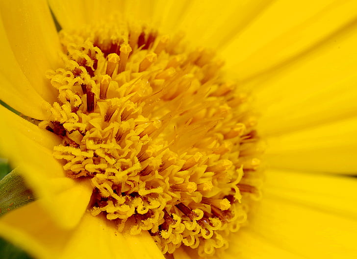 Blume, das Innere der, gelb, Asteraceae, Makro, die Blütenblätter, Staubblätter