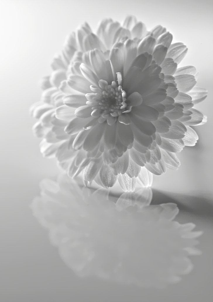 flower, shadows, black and white, blooms, clear, nature, plant