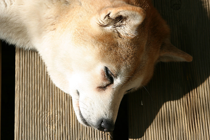 Shiba inu, con chó, giấc ngủ, động vật, vật nuôi, động vật có vú, Dễ thương
