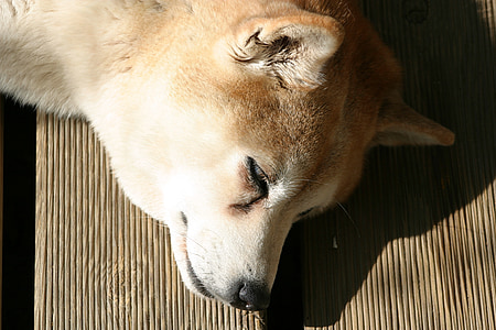 Shiba Gintaras, šuo, miego, gyvūnų, augintiniai, žinduolis, mielas
