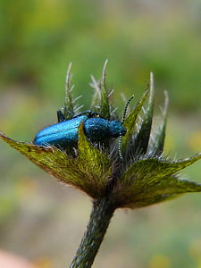 Psilothrix cyaneus, Coleoptera, grön skalbagge