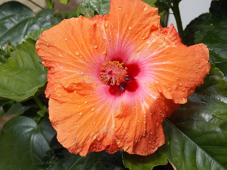 Hibiscus, Hoa, màu da cam, Thiên nhiên, thực vật, cánh hoa, lá