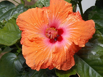 Hibiscus, fleur, orange, nature, plante, pétale, feuille