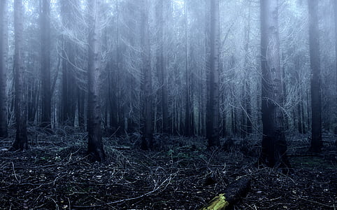 мъгла, гора, дървета, природата, Есен, студено, настроение