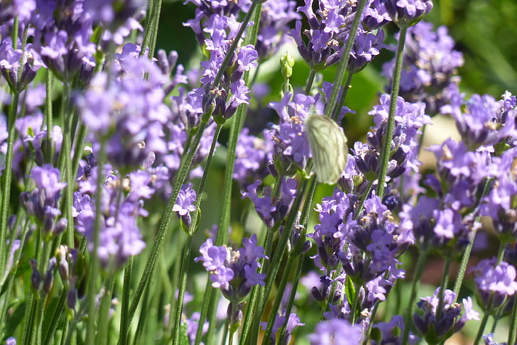 lavender, fragrance, flowers, purple