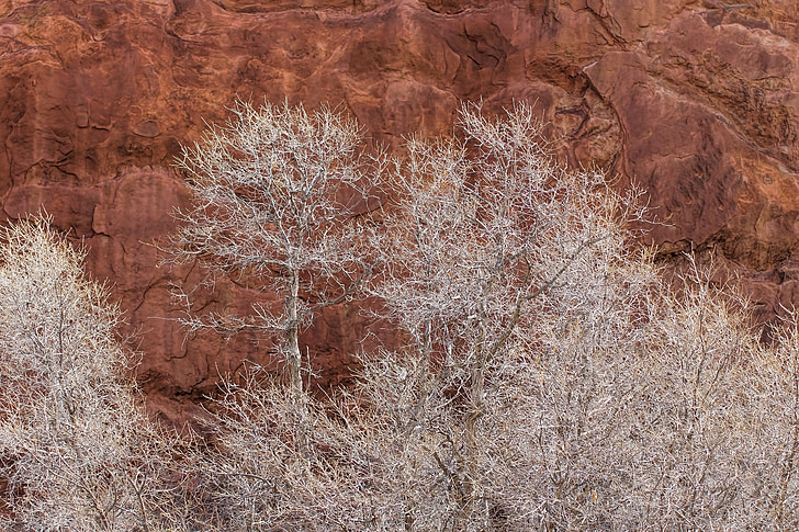 winter, trees, red rock, winter trees, nature, cliff, bare trees