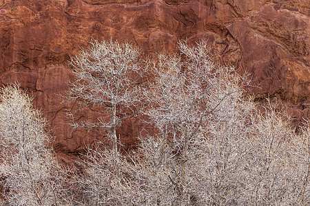 冬, 木, 赤い岩, 冬の木, 自然, 崖, 裸の木