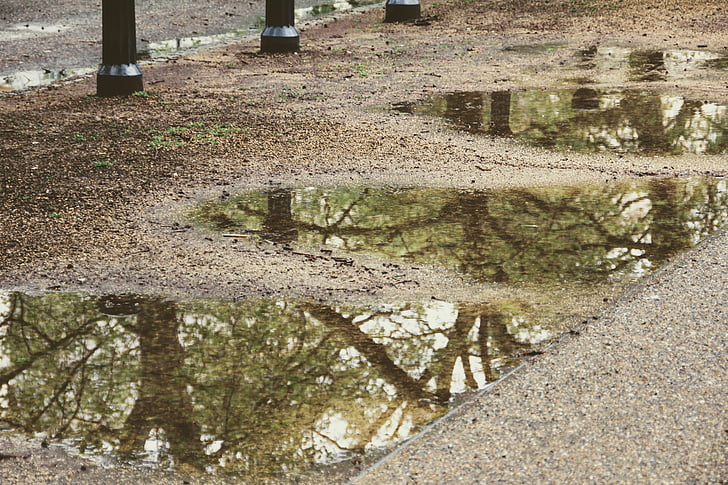 trees, mirroring, puddle, rainwater, rain, reflections, mirror